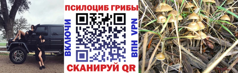 Галлюциногенные грибы Cubensis  Хвалынск 